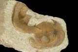 Inflated Declivolithus Trilobite - Mecissi, Morocco #141887-3